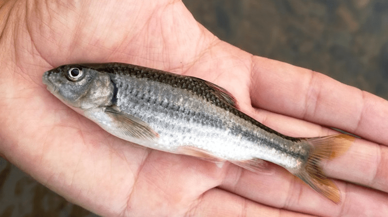 1688799164540206.png 魚類生長(zhǎng)緩慢.png