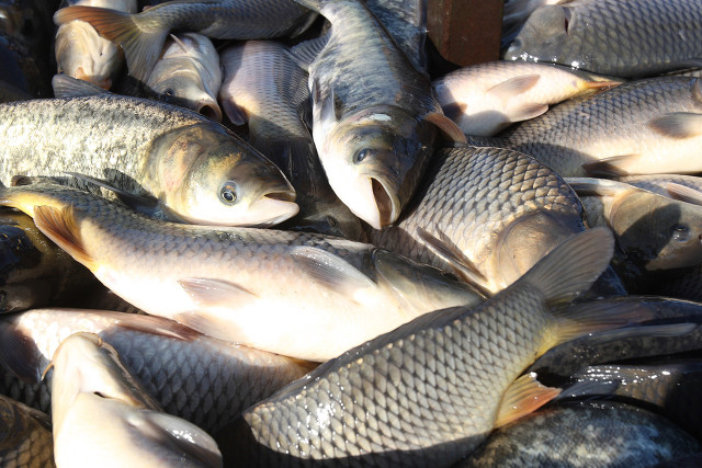 1698289392358360.jpg 淡水魚.jpg