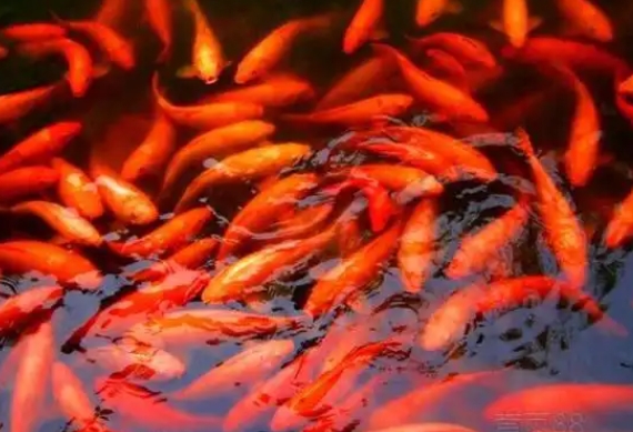 1741057620107569.jpg 鯉魚(yú).jpg