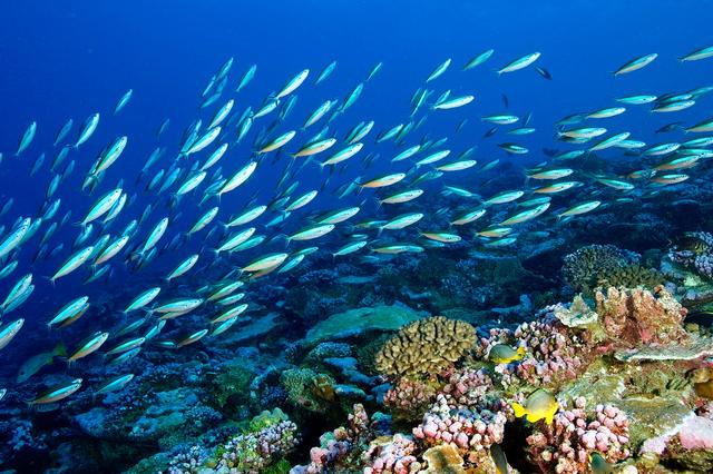 1759201892892665.jpg 海洋生態(tài)系統(tǒng).jpg