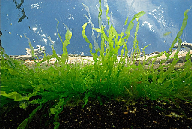 1760925467454344.jpg 藻類(lèi).jpg