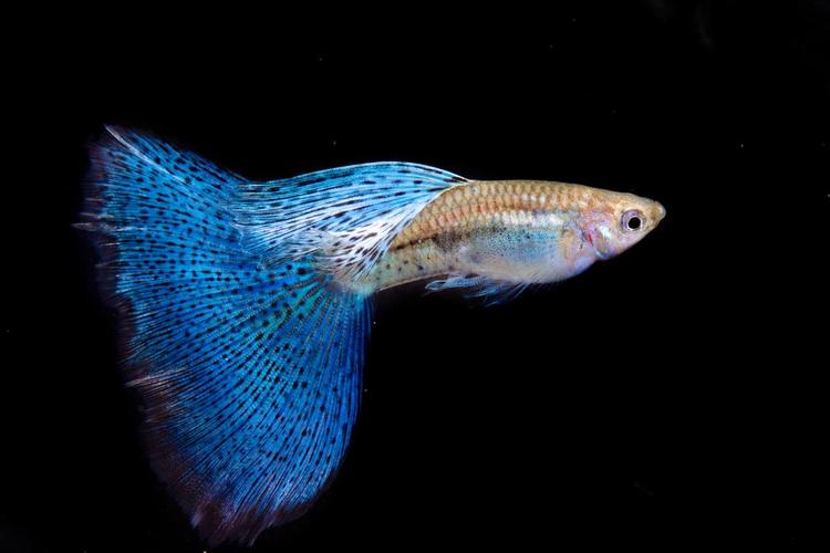 1761529824135855.jpg 觀賞魚.jpg