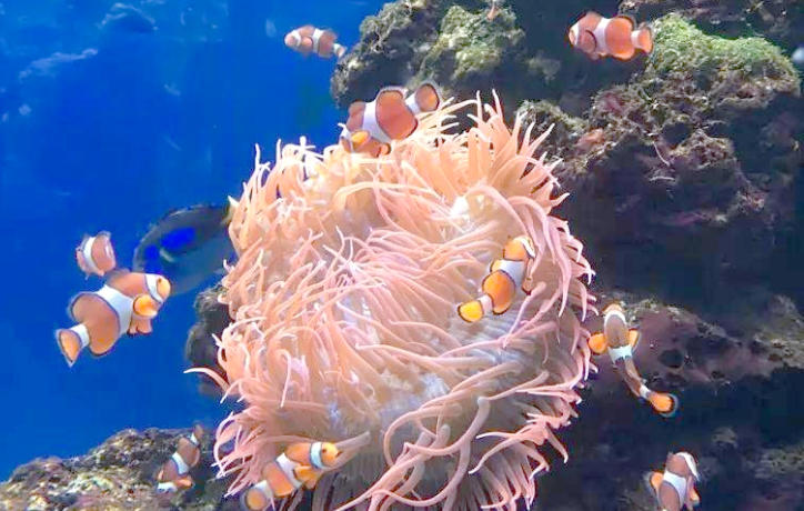 1762826100416961.jpg 珊瑚養(yǎng)殖.jpg