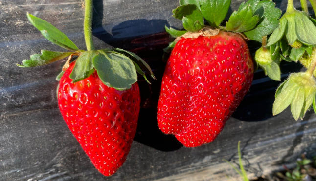 1764035919621574.jpg 草莓.jpg